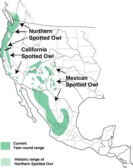 Northern Spotted Owl Facts, Habitat, Diet, Pictures