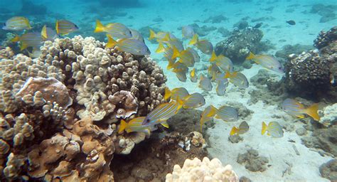 Snorkeling Honolua Bay - Worth The Drive, Hike And Long Swim