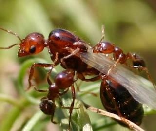 The Only Male Ants. The drones are the only male ants in a… | by Debyns | Medium