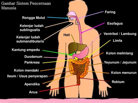 ﻿Sistem Pencernaan Manusia Sesuai Urutan Dan Penjelasannya [Gambar Lengkap] – Blog Mamikos