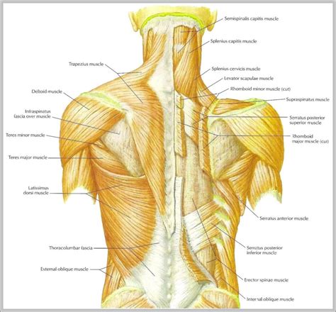 Muscles Of The Back Diagram Image - Graph Diagram