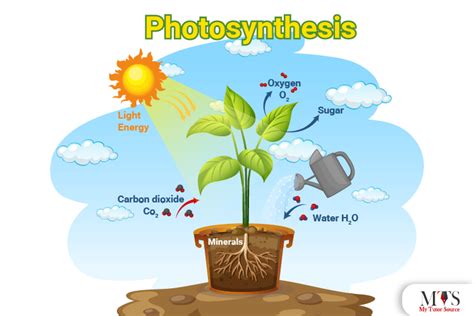 Reactants And Products Of Photosynthesis