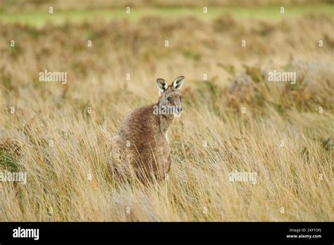 eastern grey kangaroo Stock Photo - Alamy