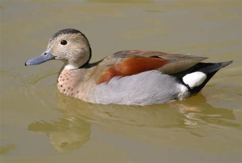 Hey, I have a pre-sale offer for a pair of Ringed Teal Ducks at http ...