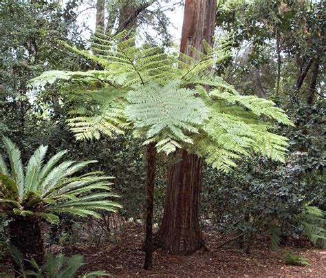 Australian Tree Fern | Australian trees, Tree fern, Australian tree fern