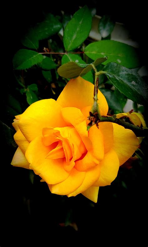 Yellow Rose Flower Images Hd Wallpaper | Best Flower Site