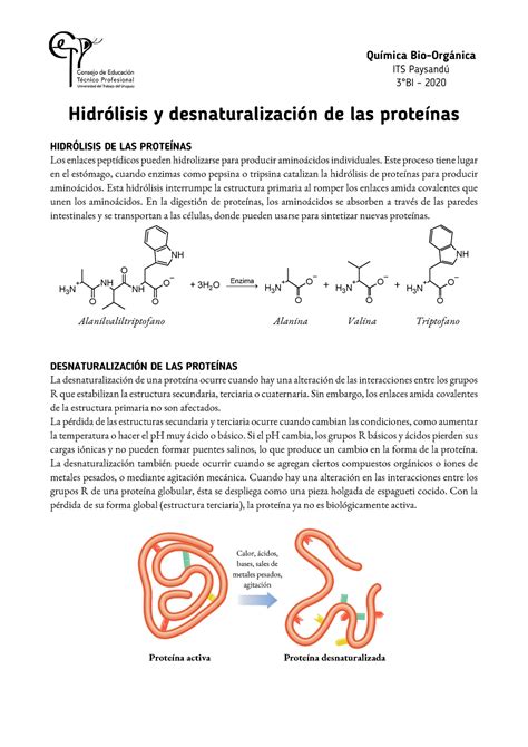 Hidrólisis y desnaturalización de las proteínas - ”uím☹↙↗ B☹♫-‚flgá♪☹↙↗ ITS PaҐsandú ₀°BI Ŝ 2020 ...