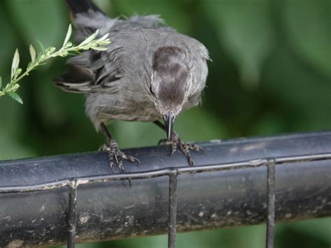 Catbird – Backyard and Beyond