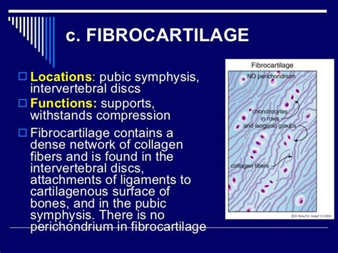 Chapter 6.connective tissue 2