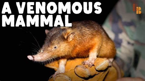 How The Solenodon Became Venomous | LaptrinhX