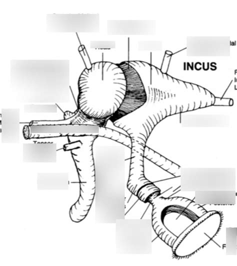 ossicles Diagram | Quizlet