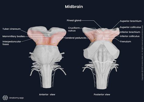 Midbrain | Encyclopedia | Anatomy.app | Learn anatomy | 3D models, articles, and quizzes