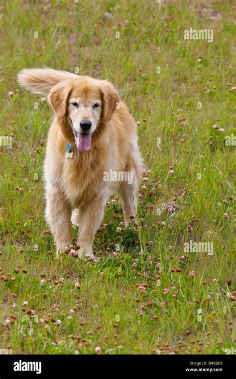 Golden Retriever playing Stock Photo - Alamy