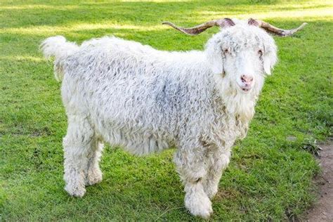 Angora Goat Info, Color, Origin, Uses, and Pictures