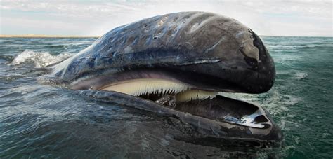 أدلة تطور الحيتانيات - موقع الأكاديمية بوست