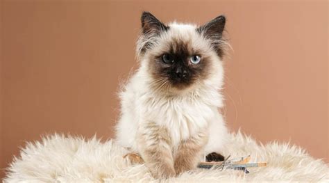 Ragdoll Siamese Mix: Traits, Facts, & Habits - Love Your Cat