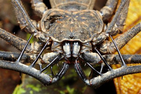 The 15 Deadliest Spiders in the World – Animaloverse