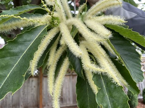 Species Feature: The American Chestnut – Great Ecology