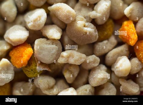 macro photo of pollen grains Stock Photo - Alamy