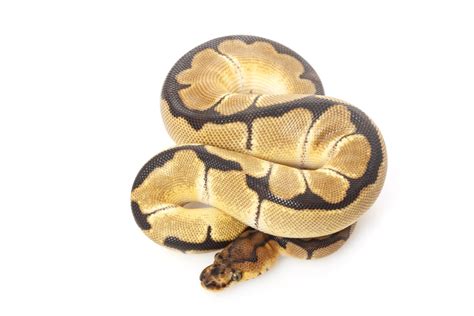 Clown Ball Python Morph Guide (With Pictures) | Reptile Advisor