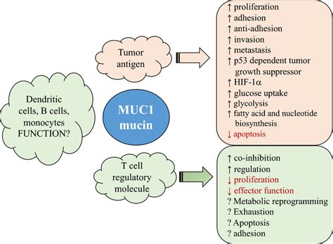 MUC1 mucin: a molecule with complex functions. MUC1 mucin can be... | Download Scientific Diagram