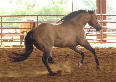 Buckskin Stallion by Haiku-Stock on DeviantArt