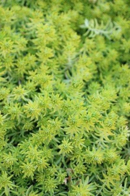 Sedum mexicanum 'Lemon Ball' - Devil Mountain Wholesale Nursery