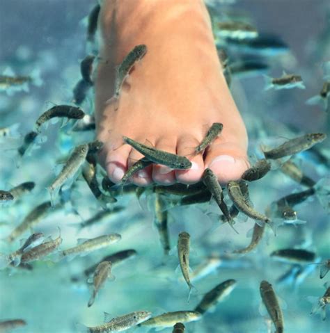 What is a Fish Pedicure? (with picture)