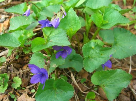 Wild Violets – Slightly Off the Grid