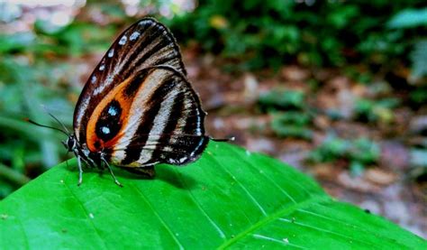 The Butterflies of the Amazon Rainforest in Ecuador - Shiripuno Amazon Lodge