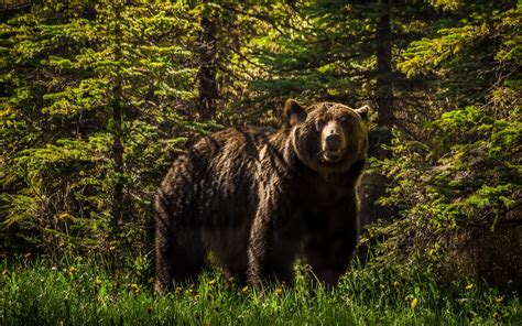 23 Scary Bears Ideas Grizzly Bear Animals Brown Bear - vrogue.co
