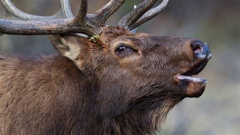 The Wildlife Photo Show - Rocky Mountain National Park - YouTube