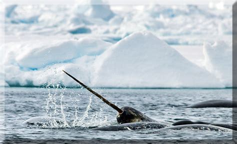 Unicorn of the Sea - Narwhal Facts and Mysteries