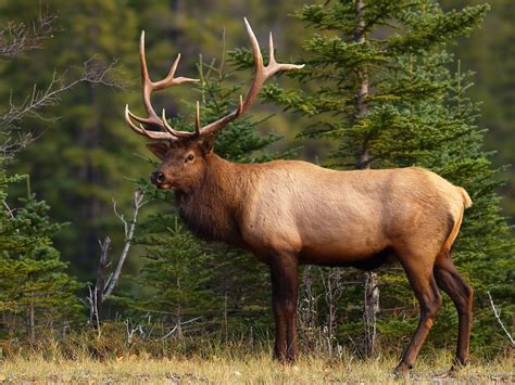 Banff National Park Evening Wildlife Safari