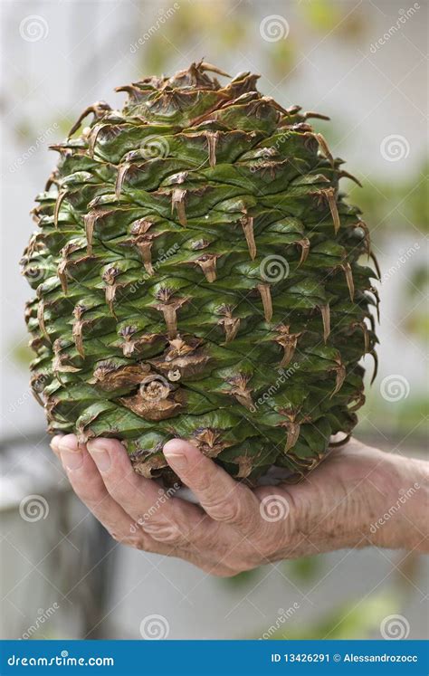 Araucaria bidwillii stock image. Image of fruit, foliage - 13426291