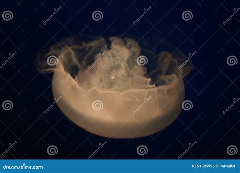 Close up of Jellyfish stock image. Image of jellyfish - 51385995