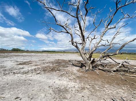 After relief, drought returns to Maui | News, Sports, Jobs - Maui News