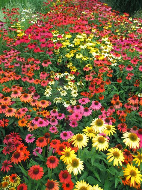 Echinacea 'Cheyenne Spirit' (Coneflower) - Hope Mountain Nurseries