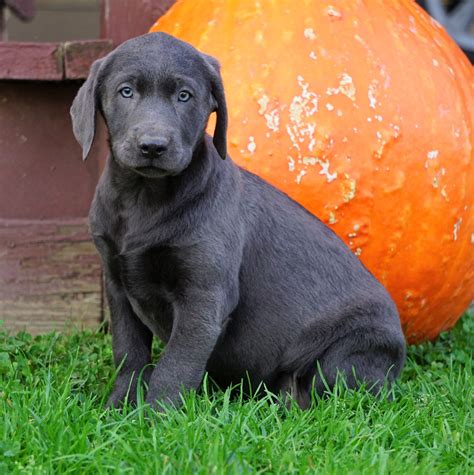 AKC Registered Charcoal Labrador Retriever Puppy For Sale Sugarcreek, – AC Puppies LLC