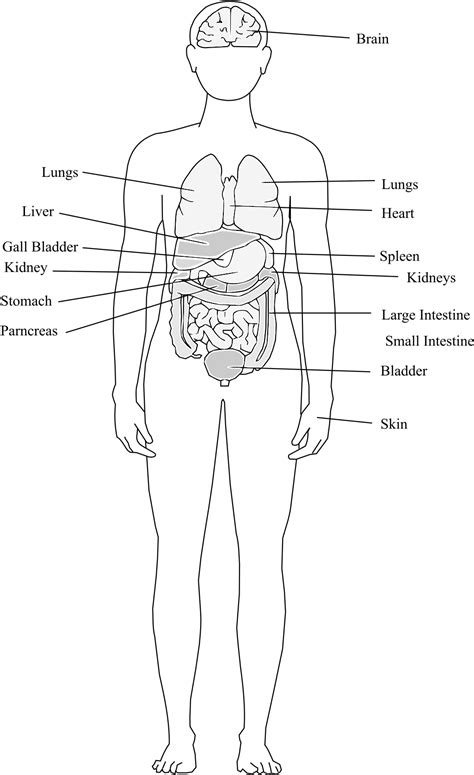Human Body Organs Banner Transparent - Human Body (1697x2400), Png Download