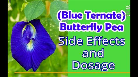 Side Effects Of Drinking Butterfly Pea Flower Tea