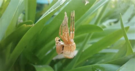 Huntsman Spider Molting Captured on Video - Thrillist