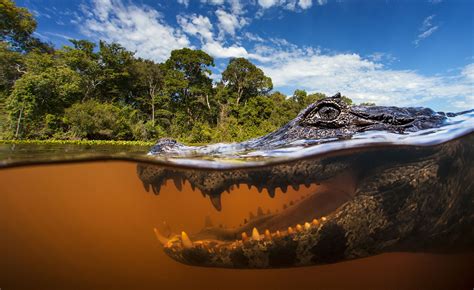 Caiman portrait split pantanal