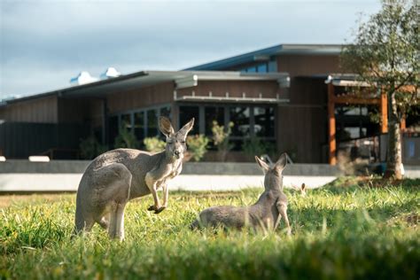 Australia Zoo Just Scored A Stunning New Restaurant And It’s Worth Travelling For | URBAN LIST ...