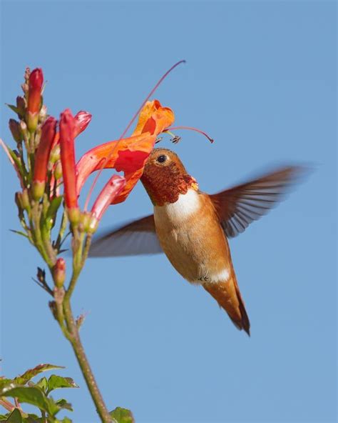 Wonderful Best Hanging Baskets For Hummingbirds 4 Planter