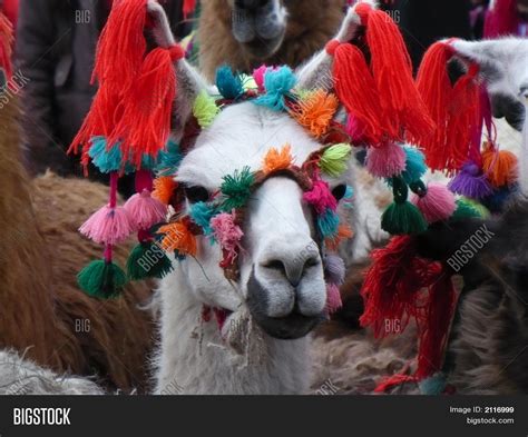 Llama Andean Peru Image & Photo (Free Trial) | Bigstock