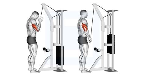 Cable One Arm Tricep Pushdown - Guide, Benefits, and Form