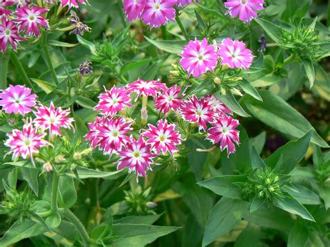 Phlox drummondii (Annual Phlox, Drummond Phlox, Phlox (annual), Pride ...