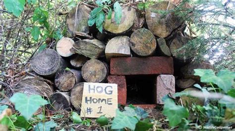 Make A Hedgehog Home Out Of Bricks | Hedgehog house, Diy hedgehog house, Wildlife gardening