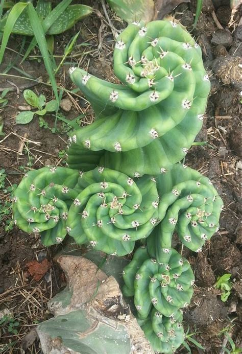 7724 best Weird Plants, Succulent and Cactus Plants images on Pinterest | Plants, Succulents and ...